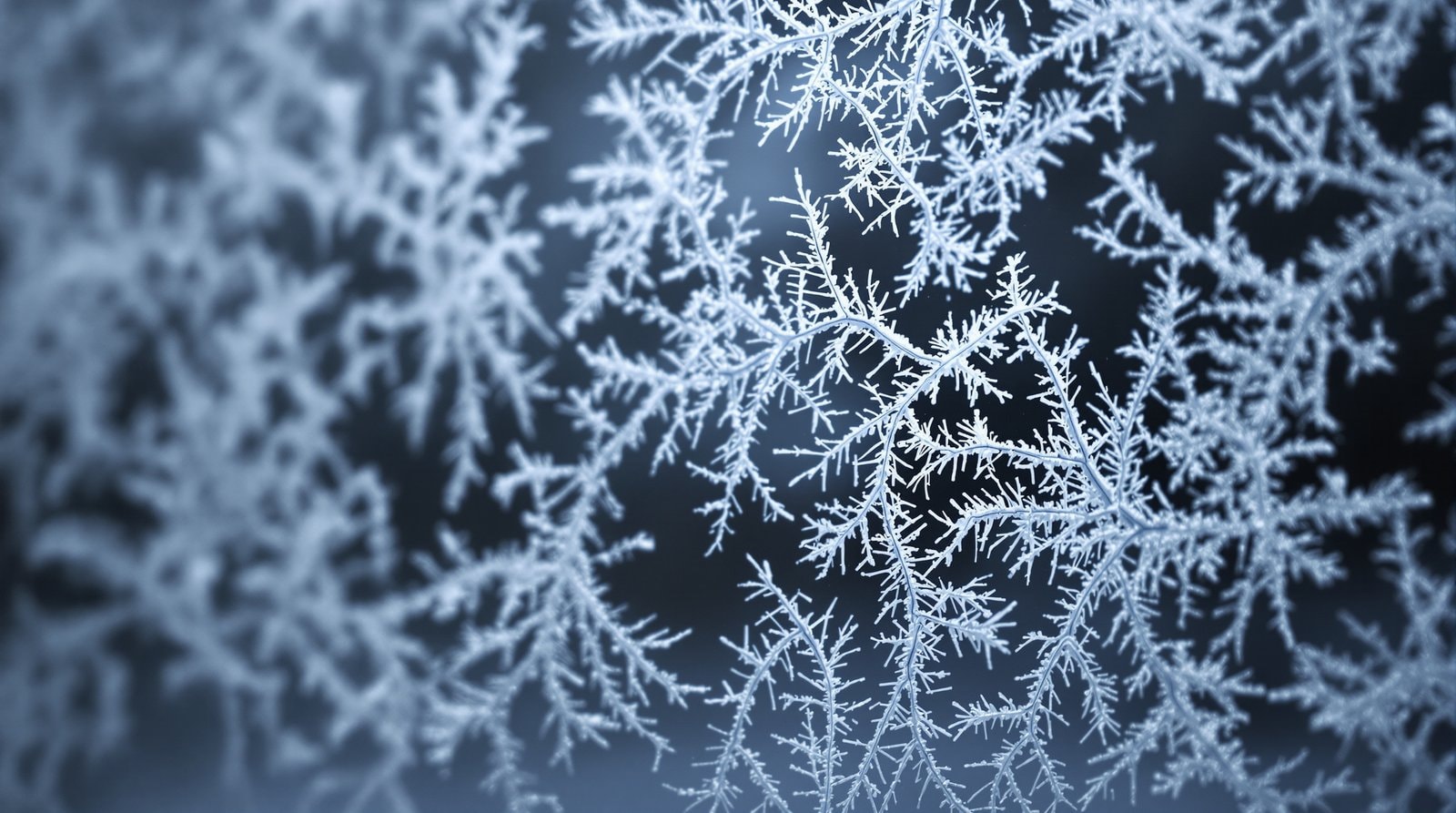 Feathery frost crystals branching across a dark window pane
